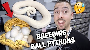 BREEDING SNAKES! SEASON UPDATE! EGGS INCOMING | BALL PYTHONS