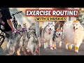 Our 6 HUSKY dogs Afternoon EXERCISE Routine! (2024)