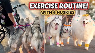 Our 6 HUSKY dogs Afternoon EXERCISE Routine! (2024)