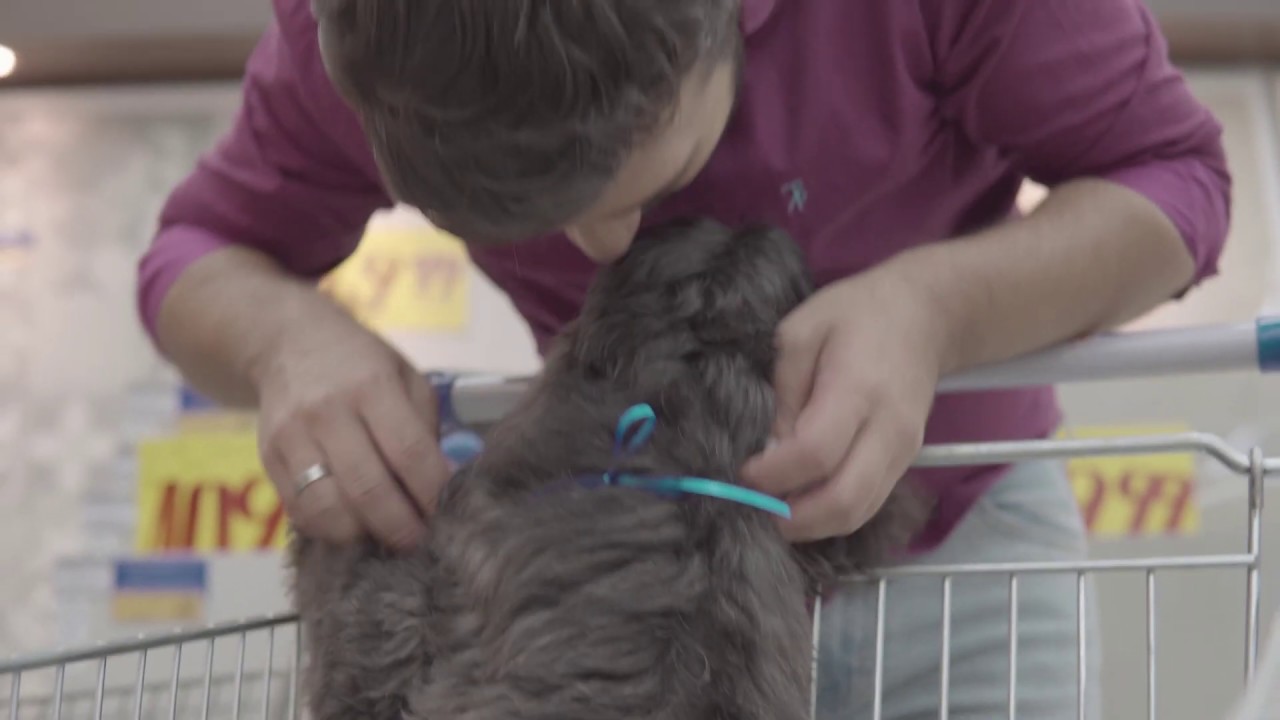 Pets na loja C&C YouTube