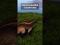 Maia Courting Animation in Hordetest - #theisle #theisleevrima #evrima