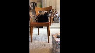 Lovely Kitty Climbing Up The Chair To Play With His Brother
