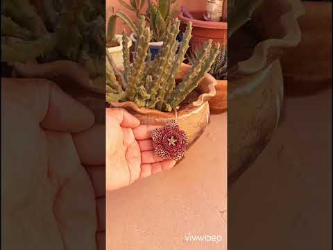 سبحان الله العظيم مفاجأة اليوم نبات الدغموس يزهر