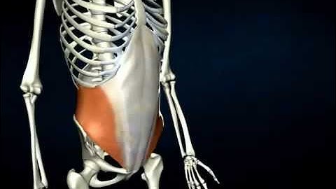 Internal oblique - AnatomyOnlineCourse