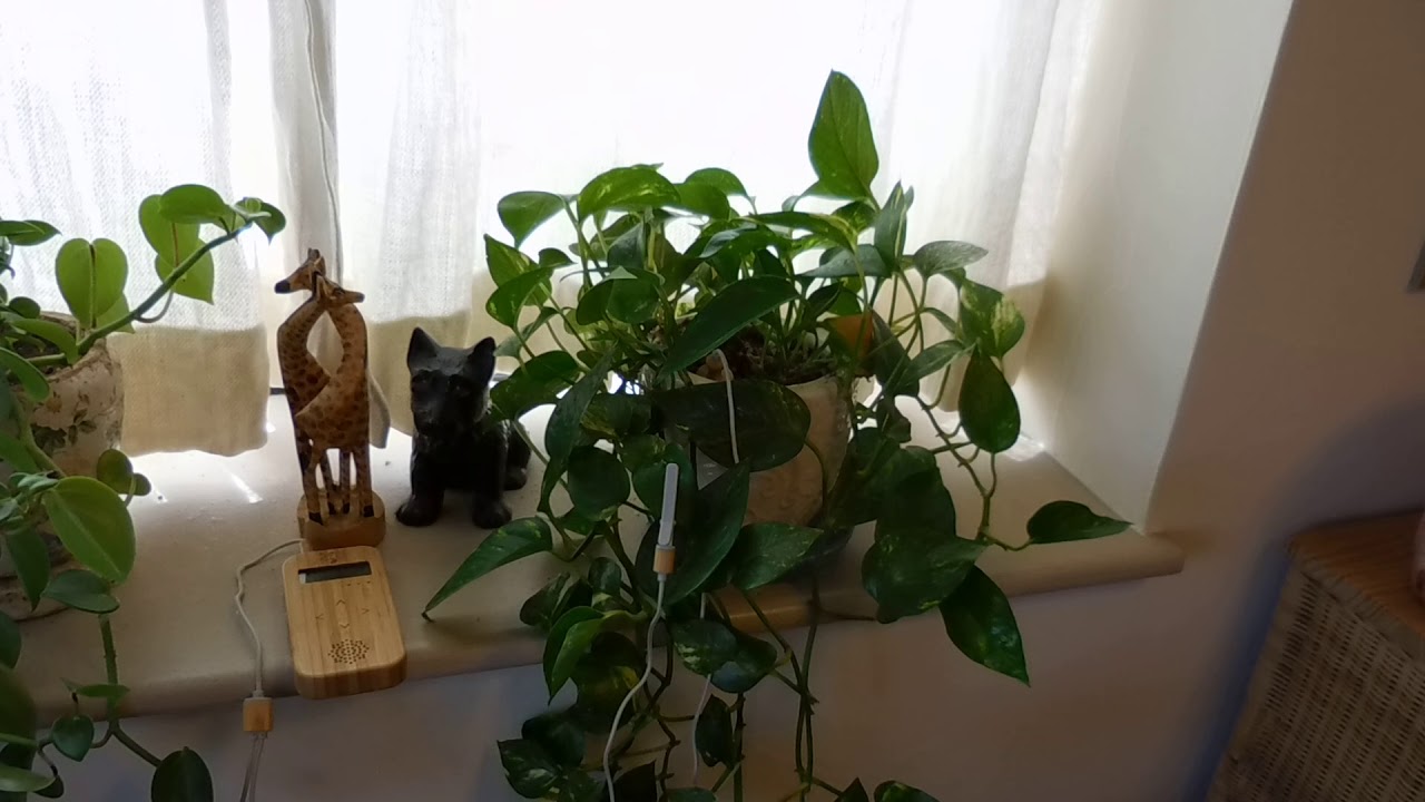 植物の歌 Singing Plants by bamboo YouTube