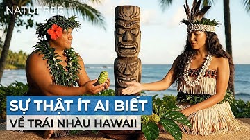 5 SỰ THẬT ít ai biết về TRÁI NHÀU HAWAII | NATUFRES