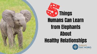 5 Things Humans Can Learn from Elephants About Healthy Relationships