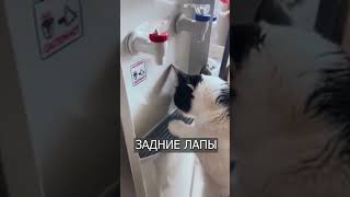 Кот Сам Научился Пить Из Фильтра