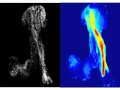 Fungal spores: zero drag