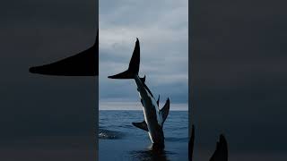 Shark Jumps Out of the Water | Beautiful Ocean Moment #bigfish #shark #ocean #megalodon #underwater