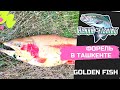 Форель в Узбекистане. Платник Golden Fish в Ташкенте. Котлеты форели бросаются на блесна.