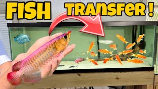 Transferring All My Fish To New Massive Aquarium ! New Home !!