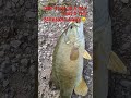 4##SMALLMOUTH#BASS#THERAPY#COIKE,again#bassfishing#baitfinesse#Designo#LEBEN#pike#shchuka#80smusic