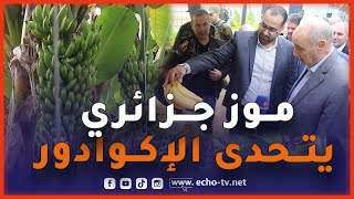 Thumbnail for 🔴 لن تصدق ماتراه عينــاك شـاهد أكبر مزرعة لـ المــــوز في تيبازة منتـوجها أفضل من منتوج الإكـوادور 😍