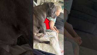 Der Hund wollte unbedingt auf seinen Lieblingsplatz 🥹 #shorts