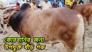 বসুনিয়া হাটে জমজমাট ঈদ মার্কেট। আজকের সেরা কালেকশন কোরবানির জন্য ষাঁড় গরু। Cow Market ।