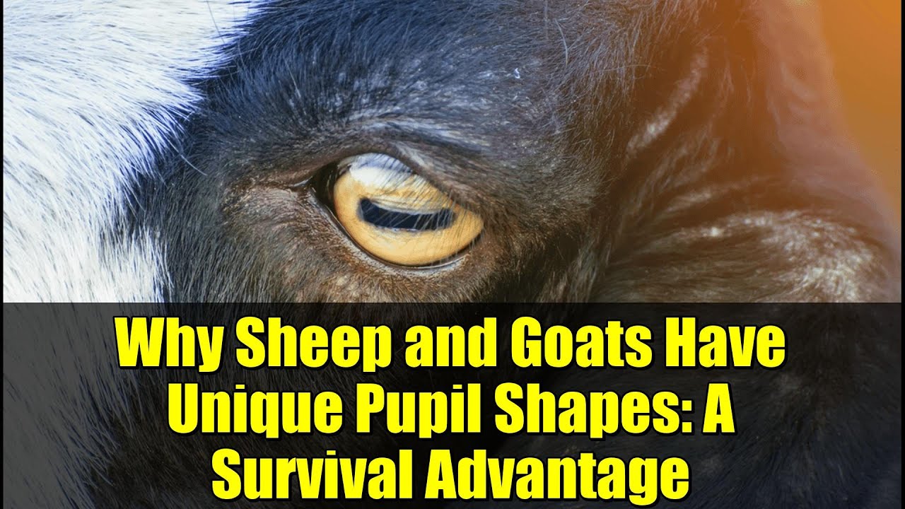 Why Sheep and Goats Have Unique Pupil Shapes: A Survival Advantage