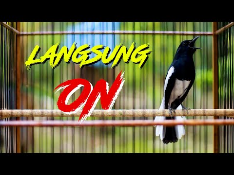 BESETAN KACER GACOR, PANCINGAN AMPUH BIKIN LAWAN EMOSI