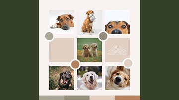 Pulsating Backdrops for Chilled Out Pups