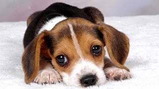 Should We Get This Dog?