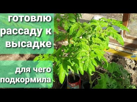 Подкормка рассады томатов для корневой системы. Удобрение для рассады. Сад огород своими руками подкормка томатов. Рассада помидор виглит.