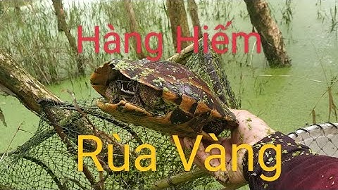 Thăm lờ cá dính được rùa quý hiếm.