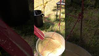 International Harvester, Grinding Corn ? Hit & miss engine ? Sycamore Tractor Show tractor shorts