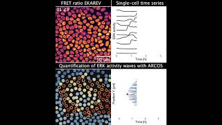 Image processing pipeline to analyse spatio-temporal dynamics in cell signalling