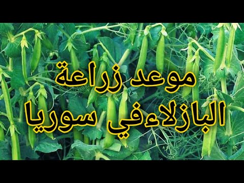 موعد زراعة البازلاء