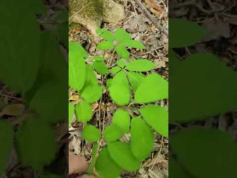 वीडियो: जिनसेंग के पौधे बगीचे में उपयोग करते हैं - जिनसेंग के पौधे कैसे उगाएं
