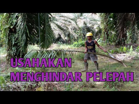 CARA PANEN SAWIT DI KALIMANTAN INDONESIA
