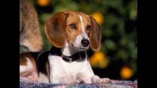 American Foxhound (dog breed HD slide show)! / Американский фоксхаунд American Foxhound (dog breed HD slide show)! / Американский фоксхаунд