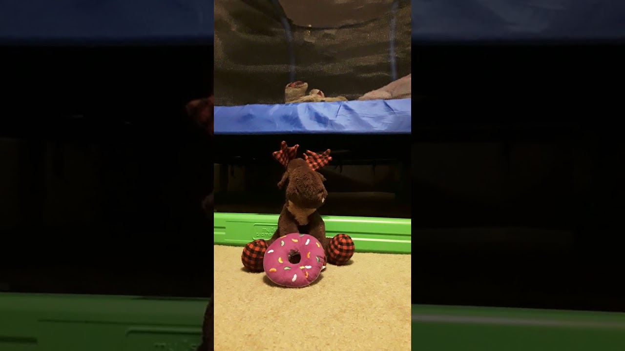 How To Get a Pet Unicorn In 4 Easy Steps