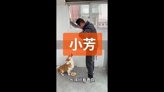 Dogs can also sing along. #LoveRatingIncentivePlan #HumanDogDuetXiaofang #DramaticDog