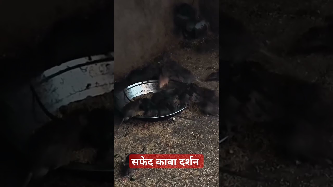 Experience Spiritual Bliss with 