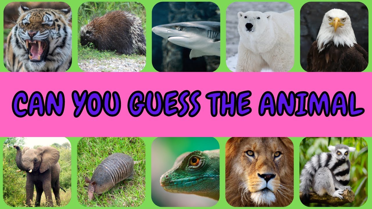 Guess The Animal Can You Guess The Animal Name Animal Quiz YouTube guess-the-animal-can-you-guess-the-animal-name-animal-quiz-youtube