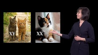 Jeannie Lee (Harvard) 2 - X Chromosome Inactivation: Making the Right Choice