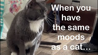 Cat Moods