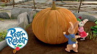 Peter Rabbit  The Great Pumpkin Theft | Cartoons for Kids