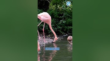 Nature has the POWER to save us ALL! #cop28 #GiveWildlifeASeatAtTheTable
