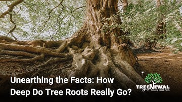 Unearthing the Facts  How Deep Do Tree Roots Really Go