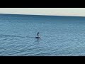 Sup foil flat water up great lakes