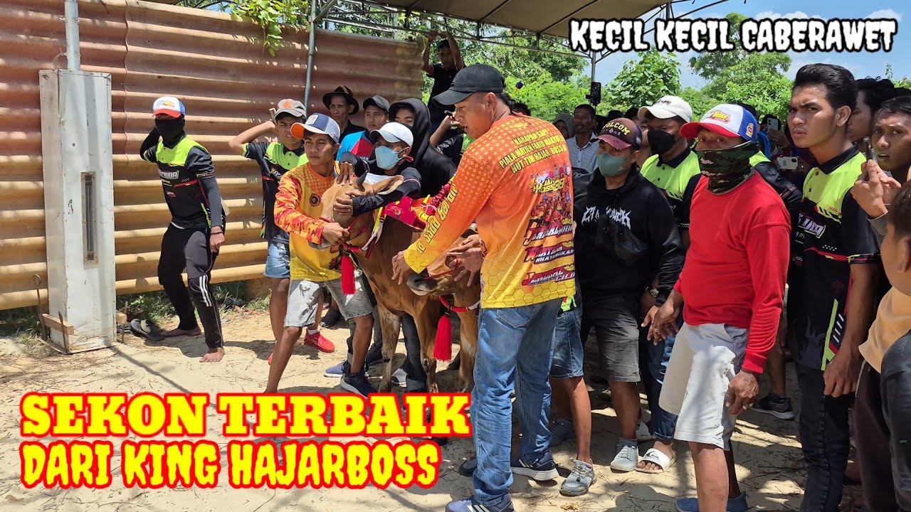  babak kesatu kerapan sapi kesenian madura di ketapang sampang 13 Sep 2025