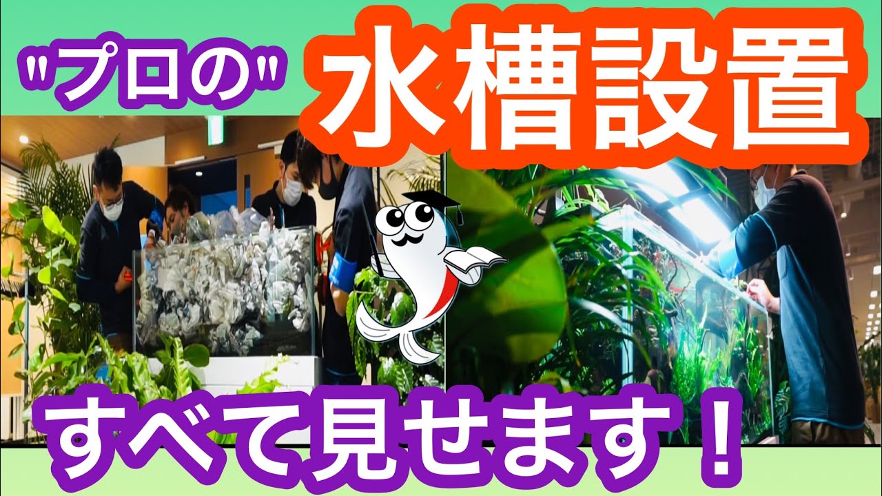 お得な技公開 汚れた石や水槽レイアウト用品を新品同様へ Youtube