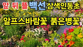 #백선(봉삼) #삼색인동초 #에키움불가리 #설란 #겹지손이 #향기카네이션 #너도부추