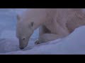 save the arctic animals