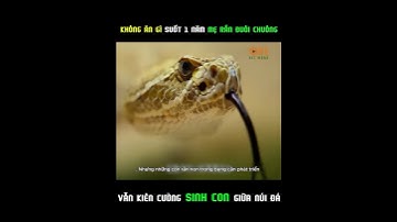 BẠN CÓ BIẾT RẮN ĐUÔI CHUÔNG SINH CON NHƯ THẾ NÀO… #snake #animals #shorts