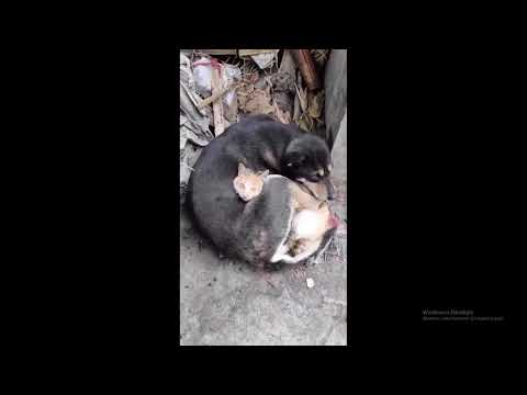 Deprem Sonrası Birbirine Sarılan Kedi İle Köpek