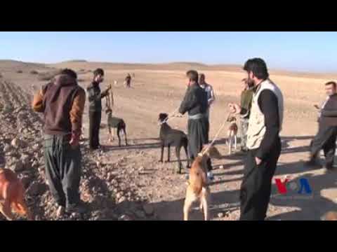 راو چيه كاني گه رميان له كاتي راوكردن سالي2018 له تيڤي ده نگي ئه مريكاوه وه رگيراوه