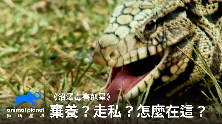 《沼泽毒害克星》当度假胜地成为蟒蛇、蜥蜴乐园...人类才是罪魁祸首？｜动物星球频道 - 天天要闻